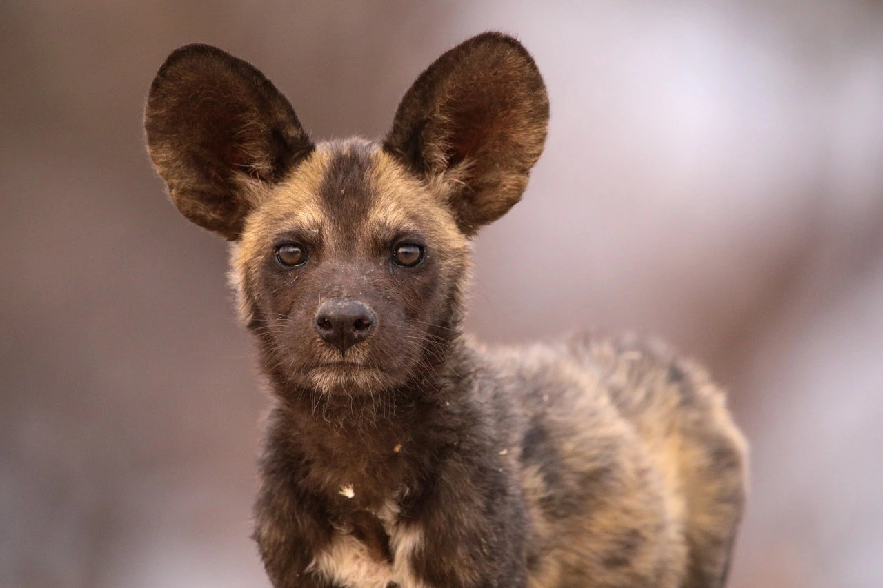 william steel young wild dog William Steel - African Wild Dog - Remembering Wildlife