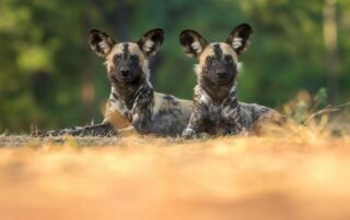 african wild dogs okavango delta