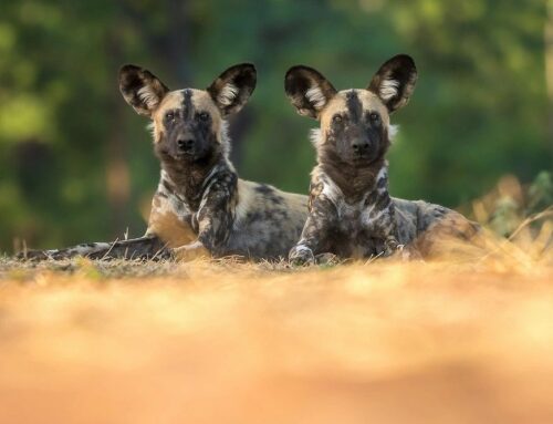 Photographing Wild Dogs