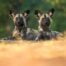 african wild dogs okavango delta