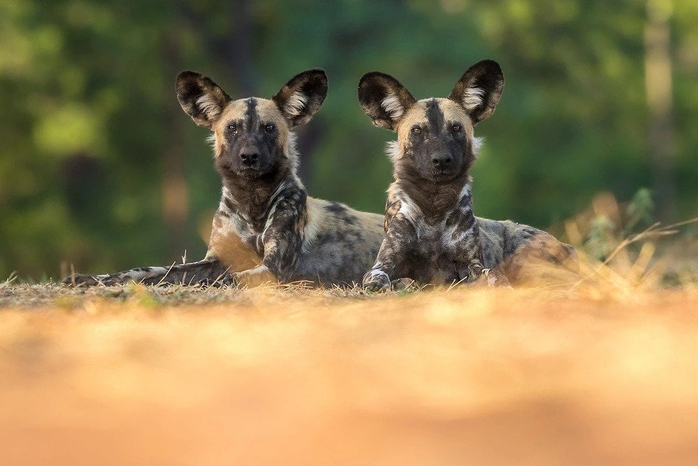 african wild dogs okavango delta Charl Stols - Pack members of wild dogs