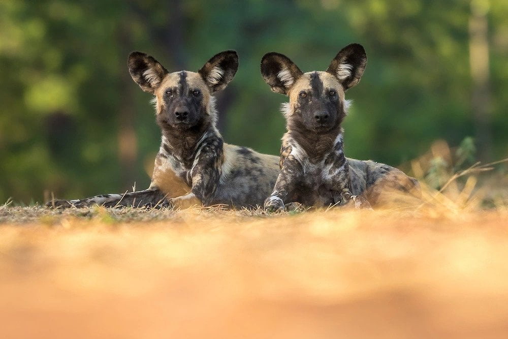 african wild dogs okavango delta