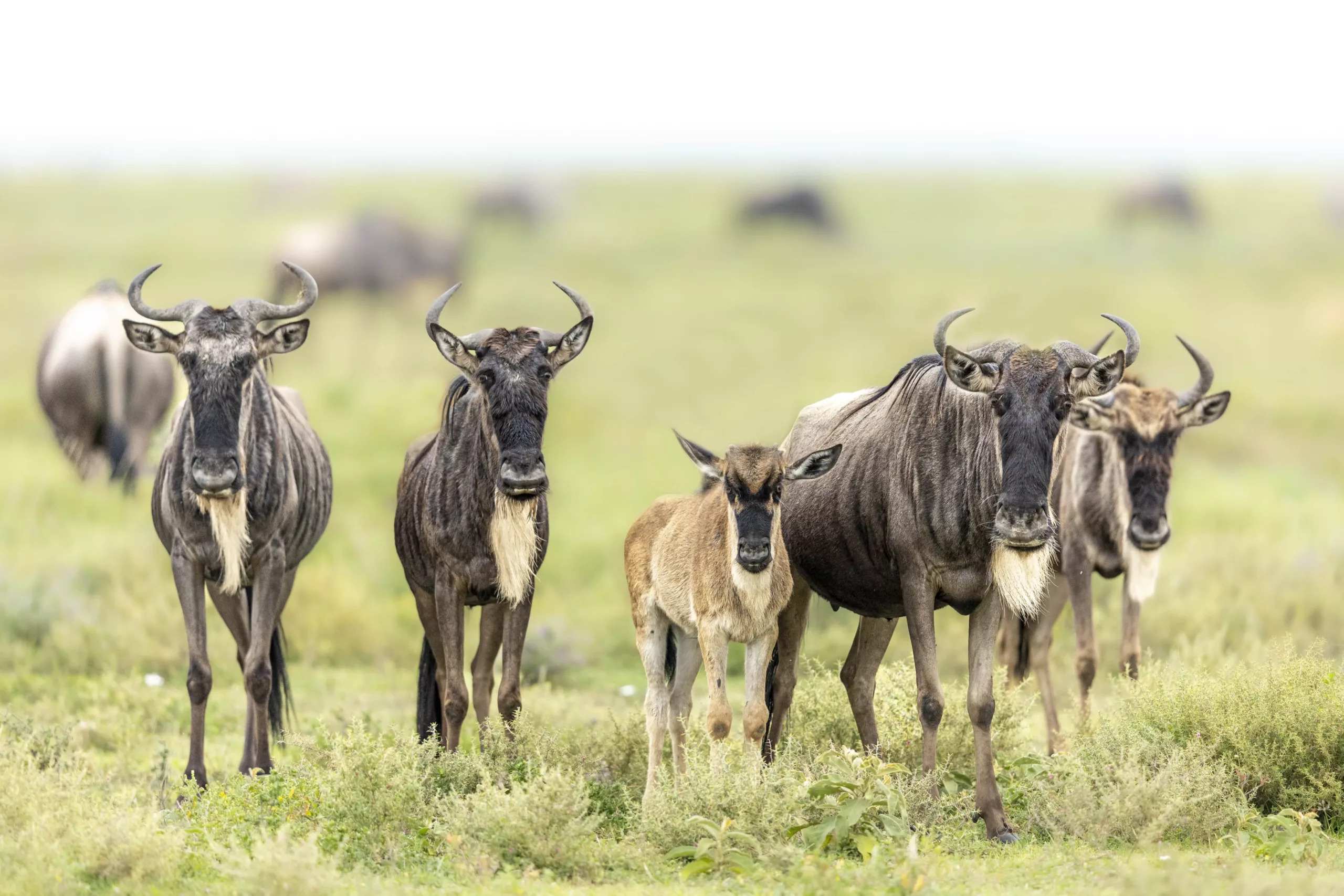 calving season ndutu tanzania photo safari