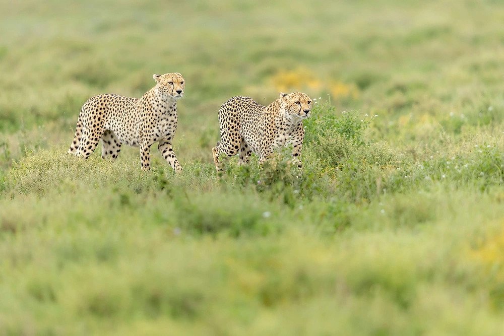 Cheetah in greener pastures