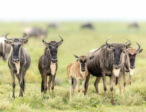 Ndutu Conservation Area