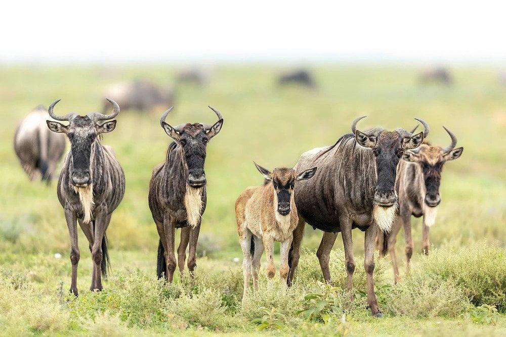 janine krayer wildebeest calving season tanzania Wildebeest Herds - Janine Krayer - Ngorongoro Conservation Area