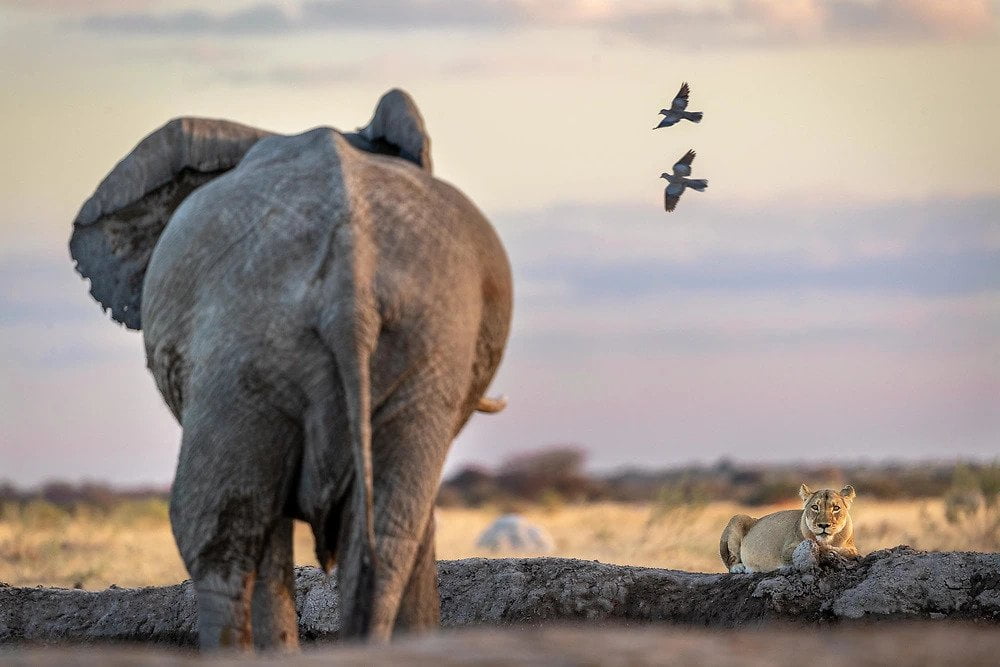 Charl Stols - Elephant and Lion at Nxai Pan Waterhole