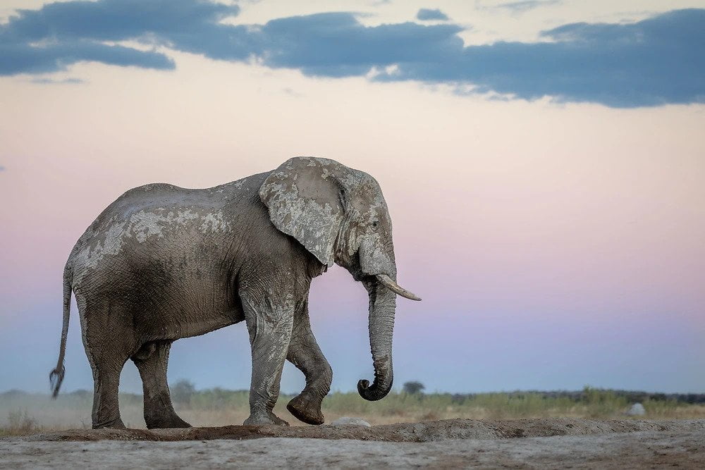 nxai pan ghost elephant photography Charl Stols - Nxai Pan Ghost Elephant