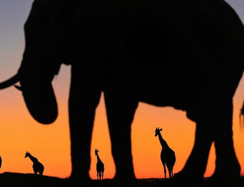 Nxai Pan National Park