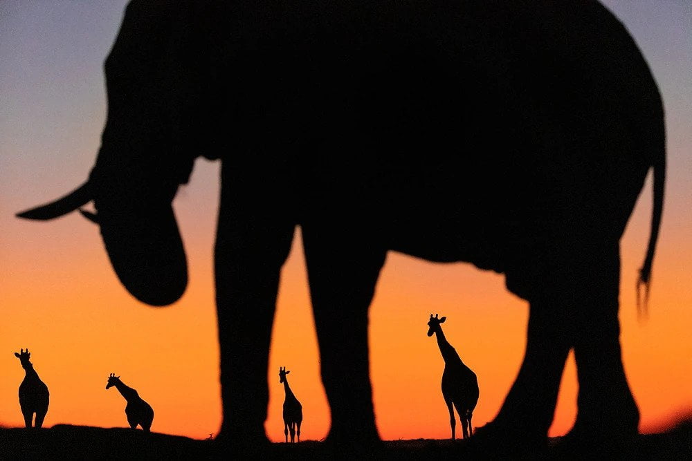 nxai pan national park botswana Sabine Stols - Sunset Giraffe and Elephant