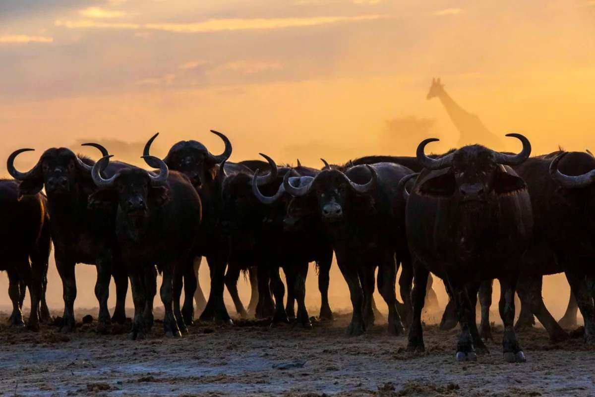 William Steel - Buffalo at Nxai Pan Waterhole