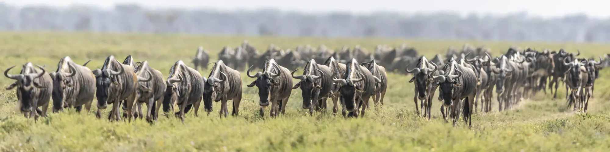 wildebeest in Ndutu