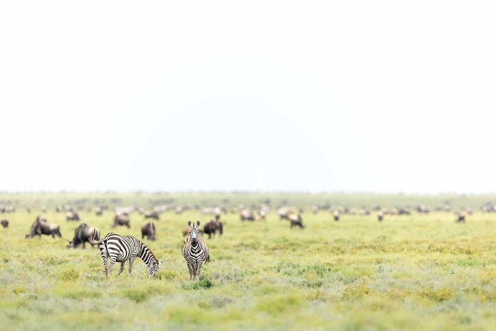 janine krayer wildebeest and zebra ndutu conservation area tanzania Wildebeest Zebra