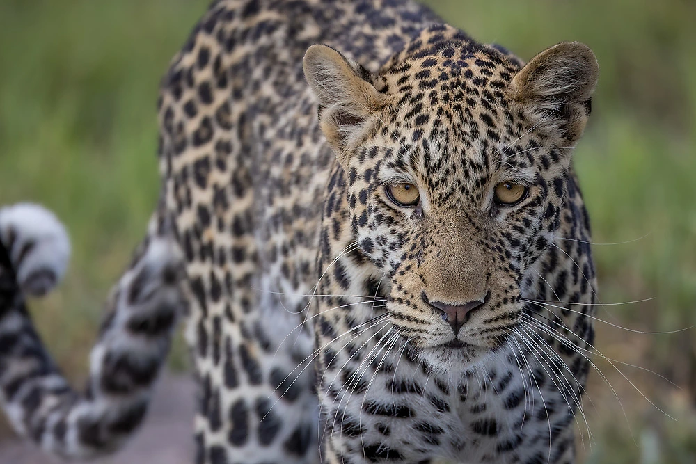 charl stols leopard Why firmware updates are important & flash memory chips