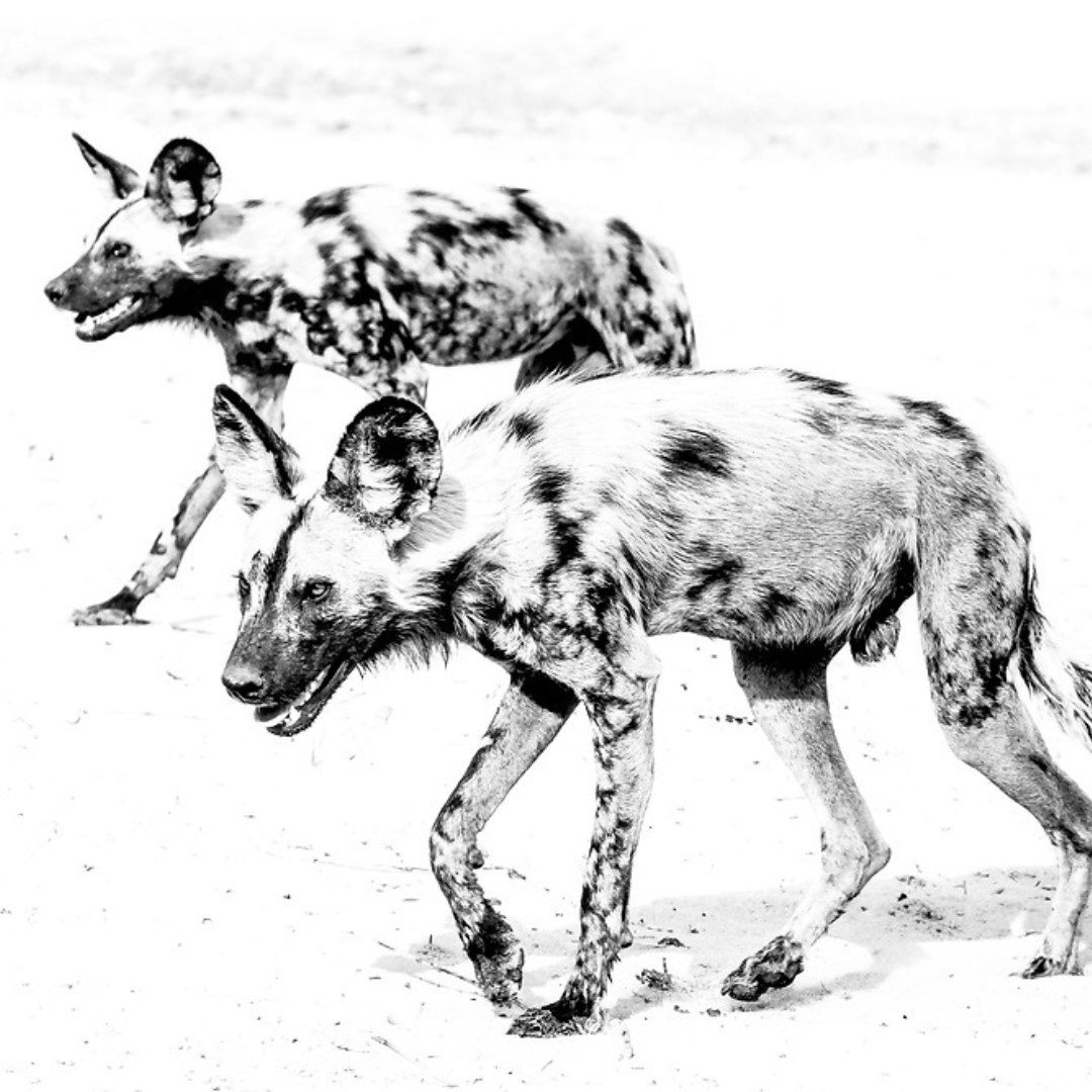 monochrome wildlife wild dogs photography