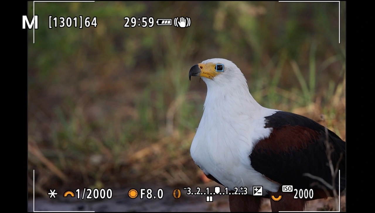 pangolin photo safaris firmware update blog focus issues Firmware updates - download and install