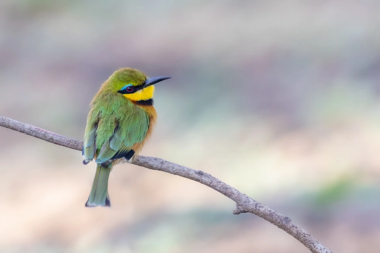 sabine stols south luangwa national park beeeater South Luangwa | South Luangwa National Park