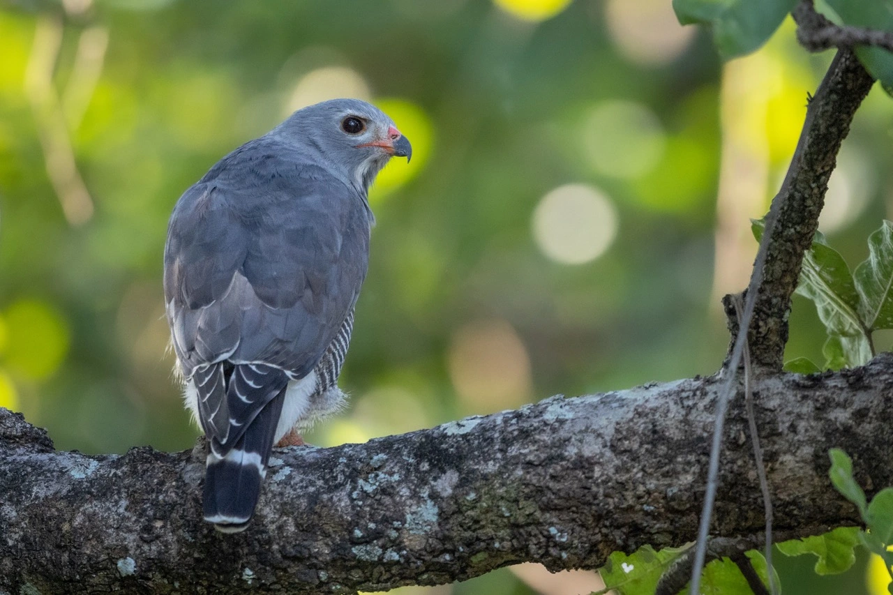 South Luangwa National Park | South Luangwa | National Park