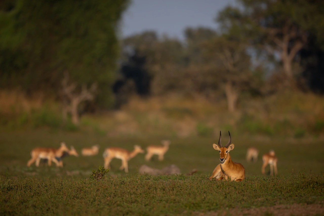 South Luangwa National Park | South Luangwa | National Park