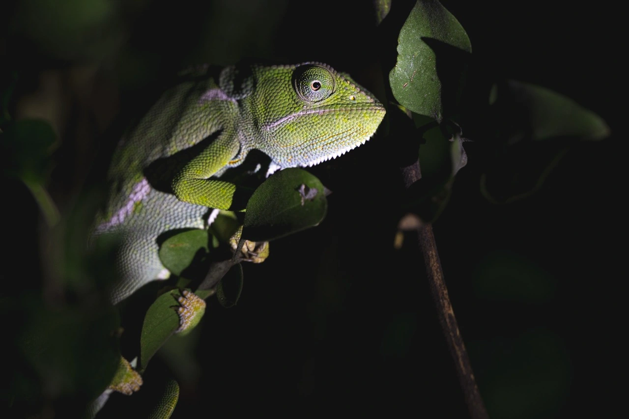 sabine stols south luangwa national park chameleon Night game drive in South Luangwa National Park