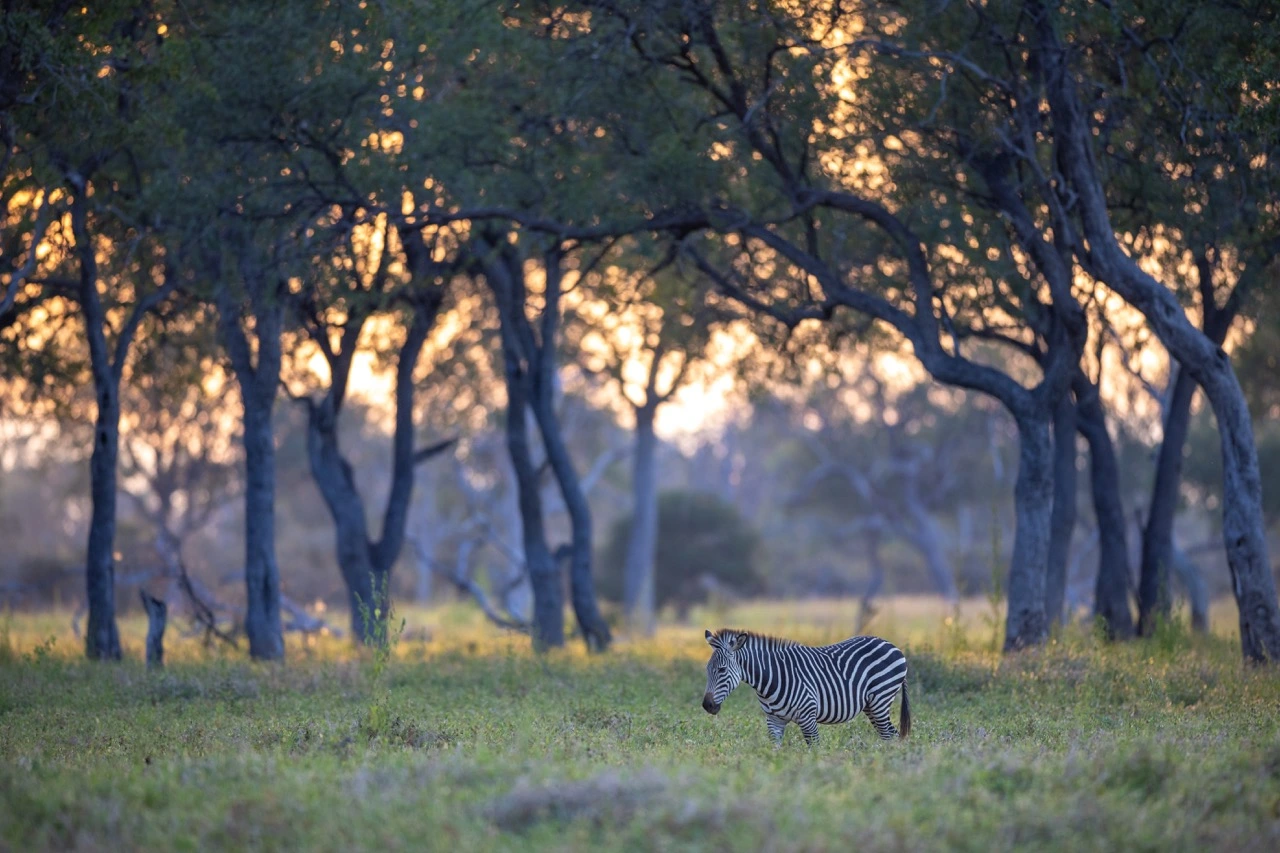 South Luangwa National Park | Eastern Zambia | National Park