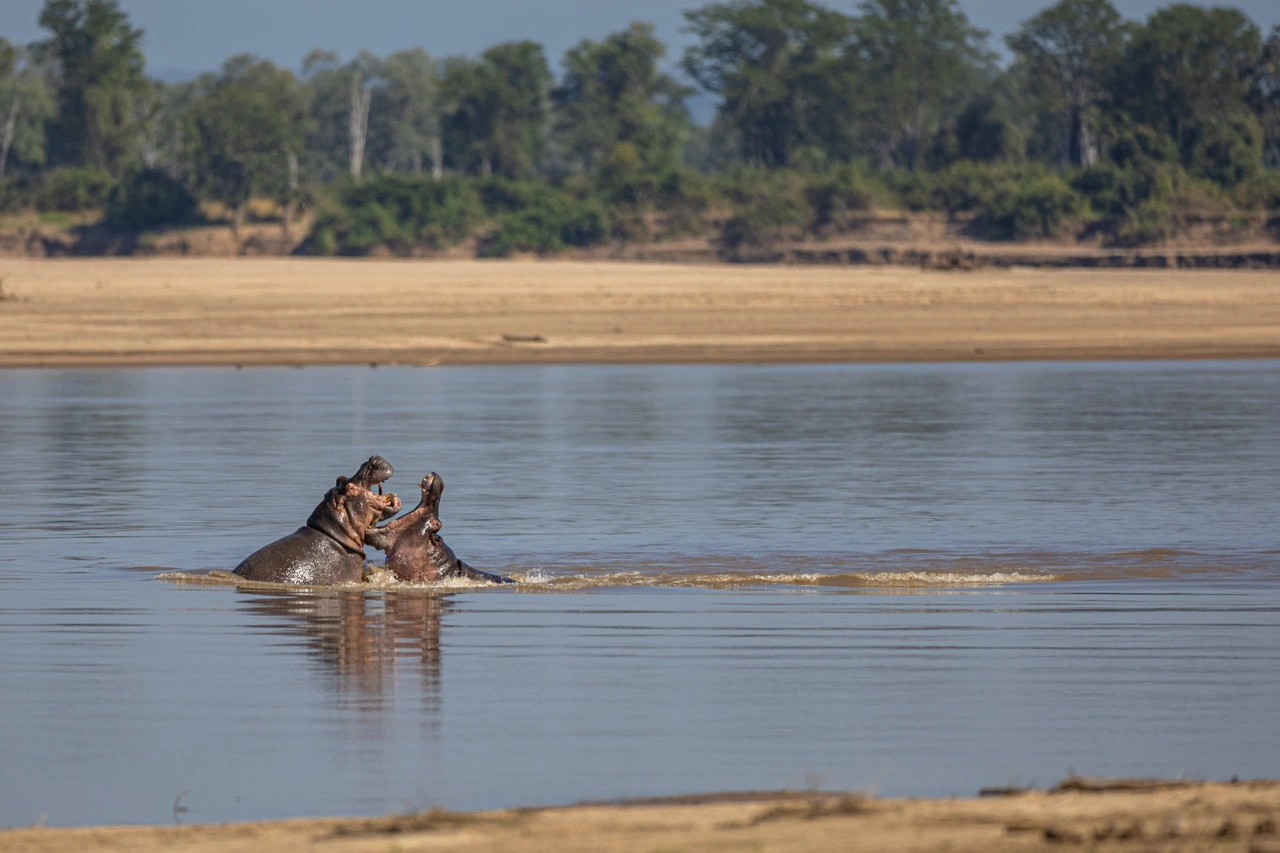 sabine stols south luangwa national park hippo Luangwa Valley | South Luangwa National Park