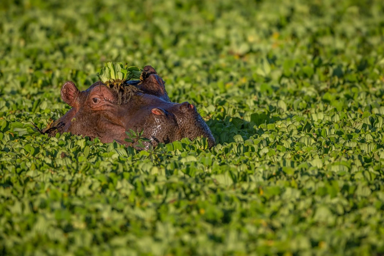 South Luangwa | South Luangwa National Park | Hippos | Luangwa Valley