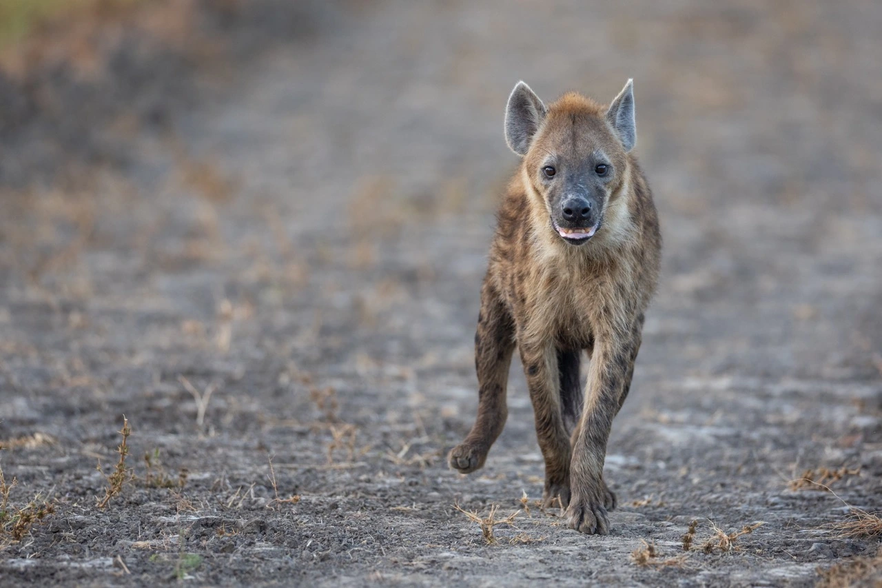 South Luangwa National Park | South Luangwa | National Park