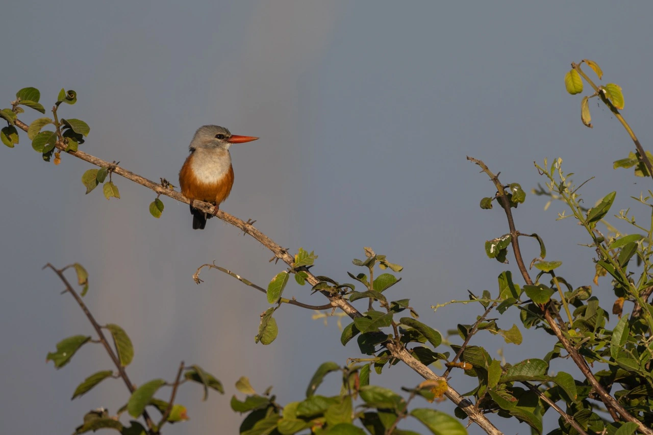 South Luangwa National Park | South Luangwa | National Park