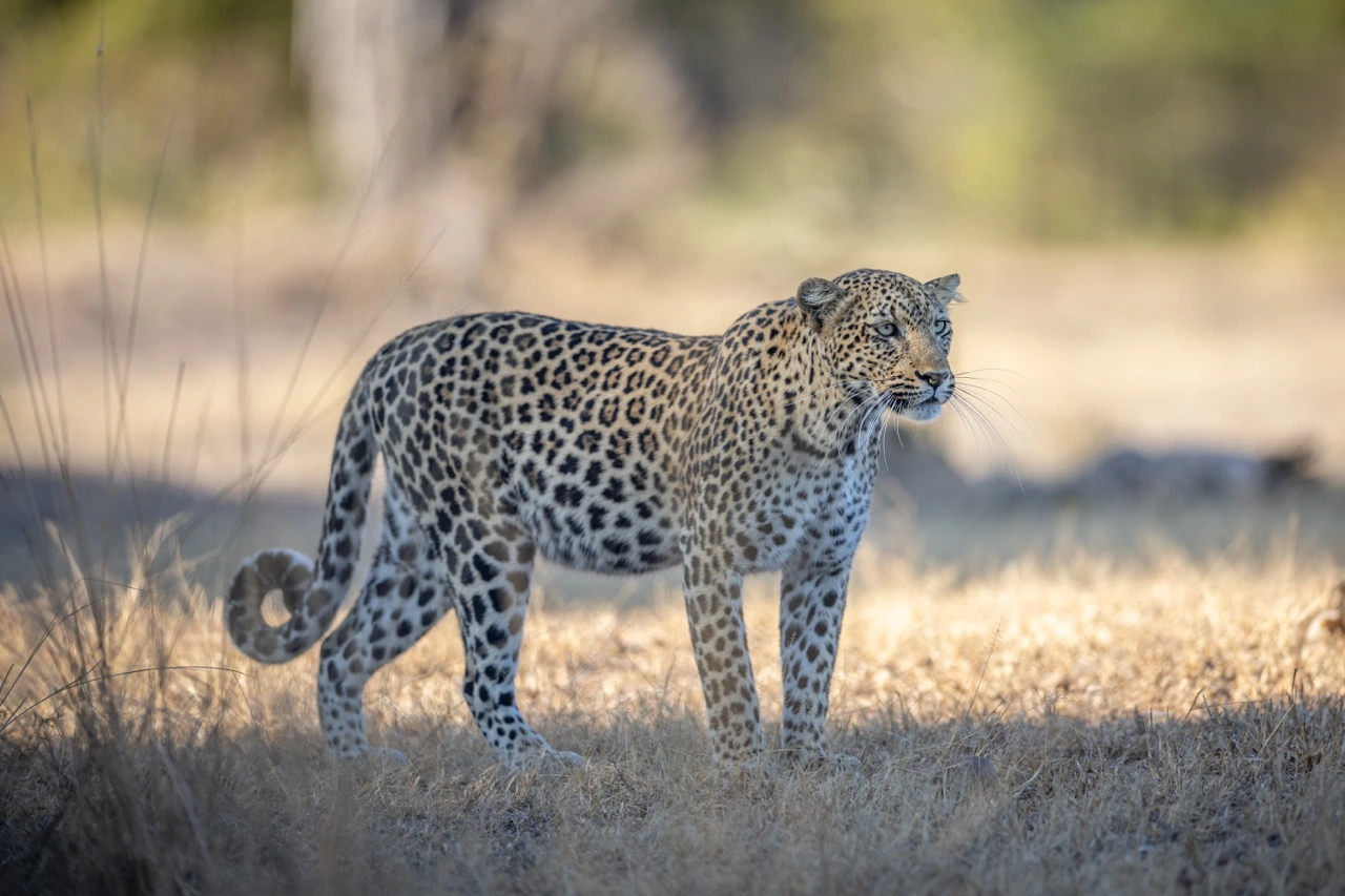 South Luangwa National Park | South Luangwa | National Park