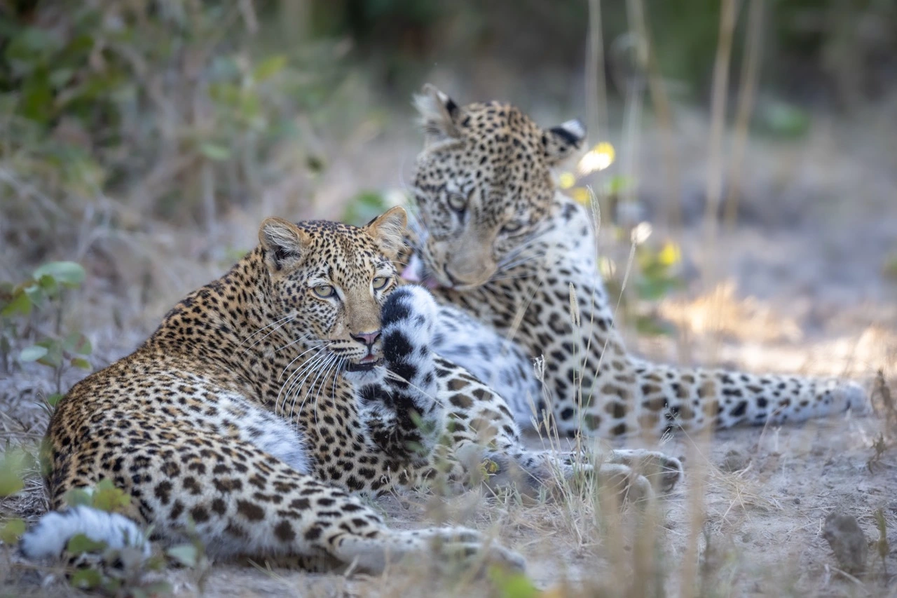 sabine stols south luangwa national park leopards South Luangwa National Park | South Luangwa | National Park