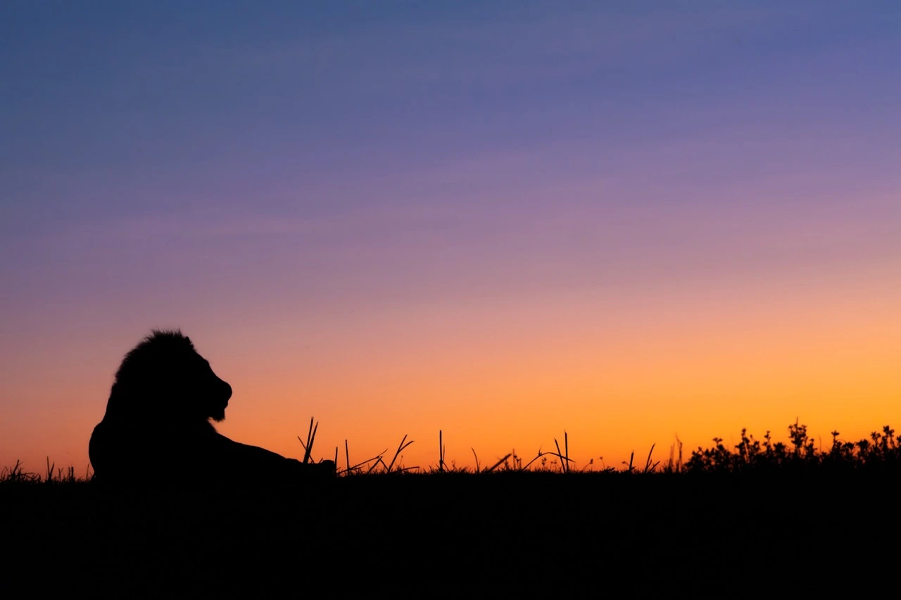 sabine stols south luangwa national park lion silhouette Sunset at South Luangwa National Park