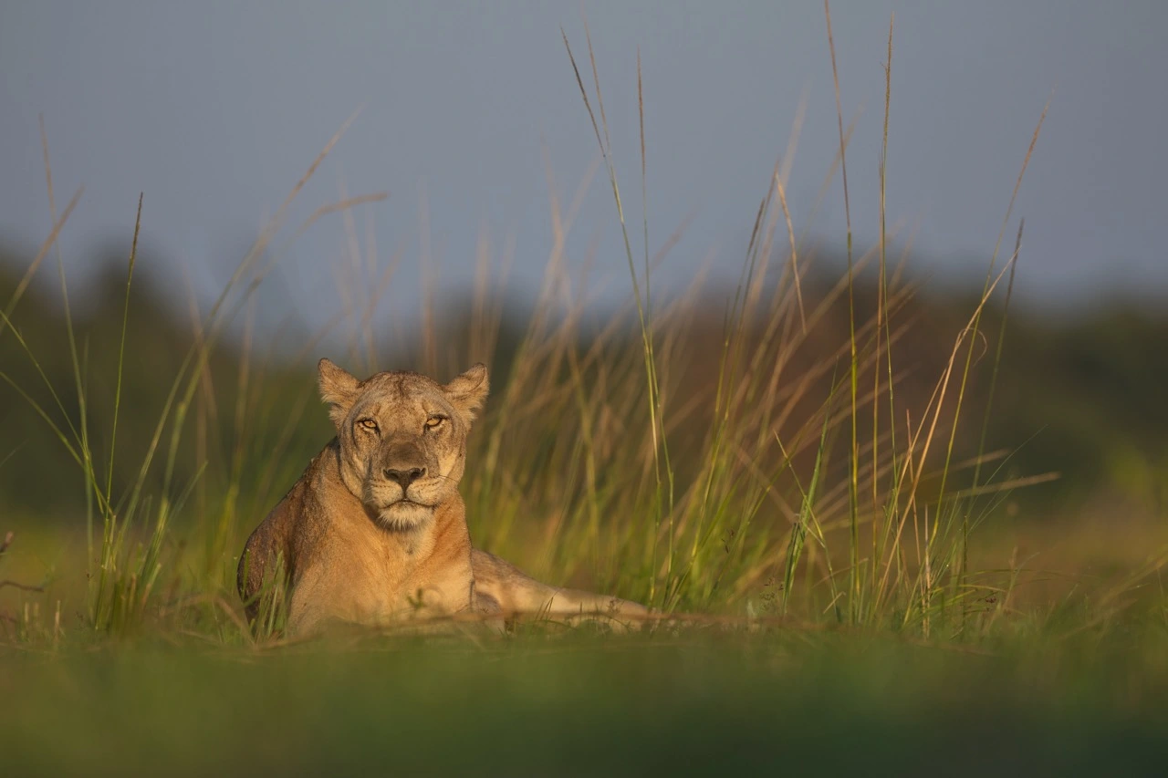 sabine stols south luangwa national park lion in grasslands South Luangwa National Park | South Luangwa | National Park | Sabine Stols