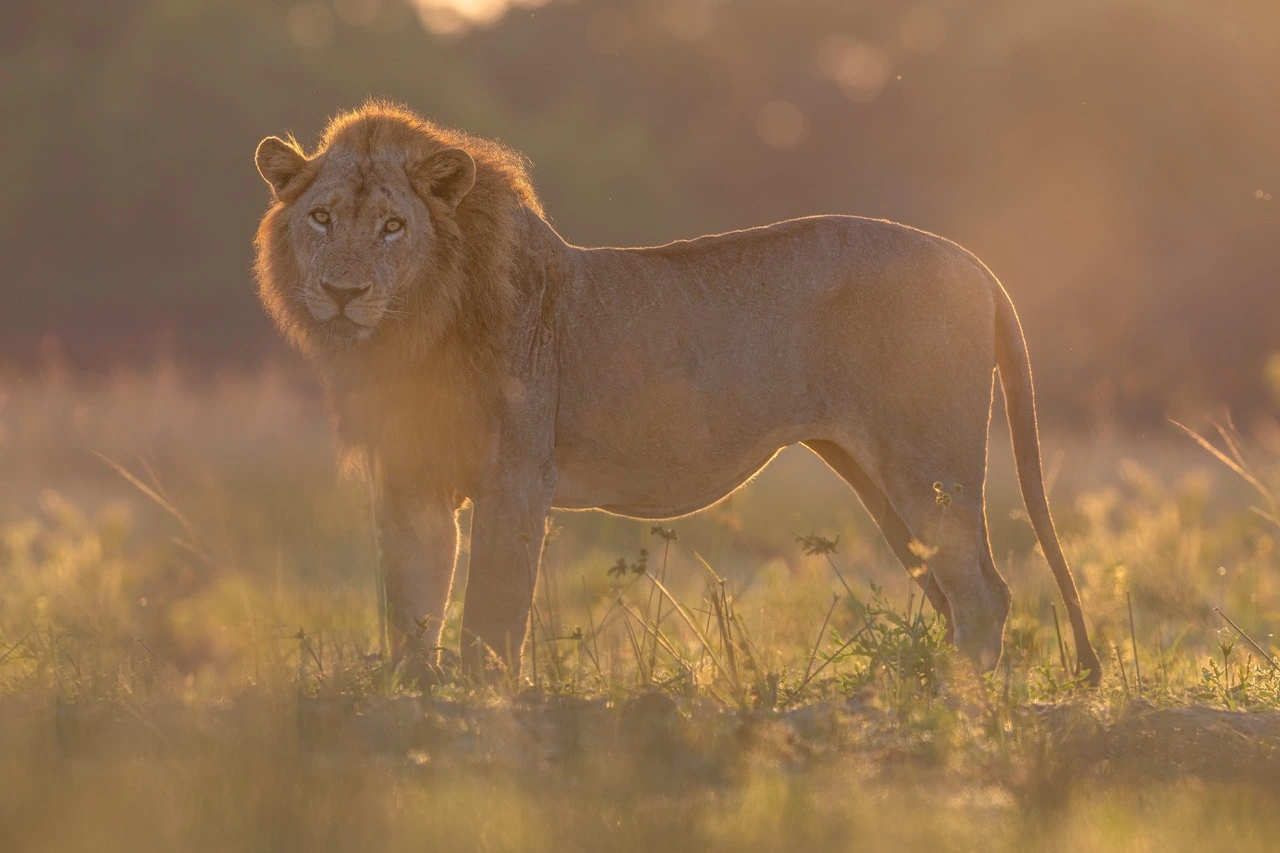 South Luangwa National Park | South Luangwa | National Park