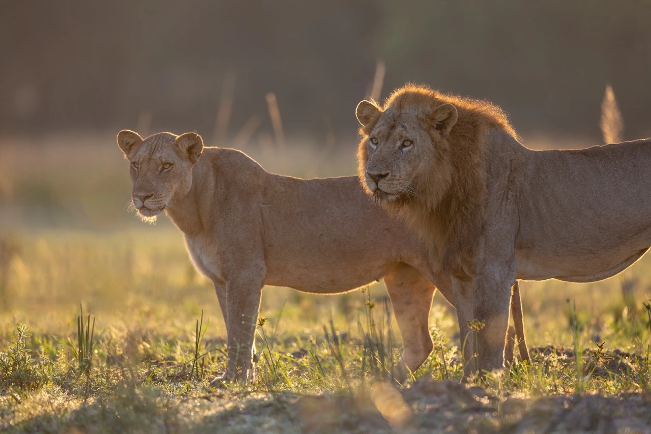 South Luangwa National Park | South Luangwa | National Park