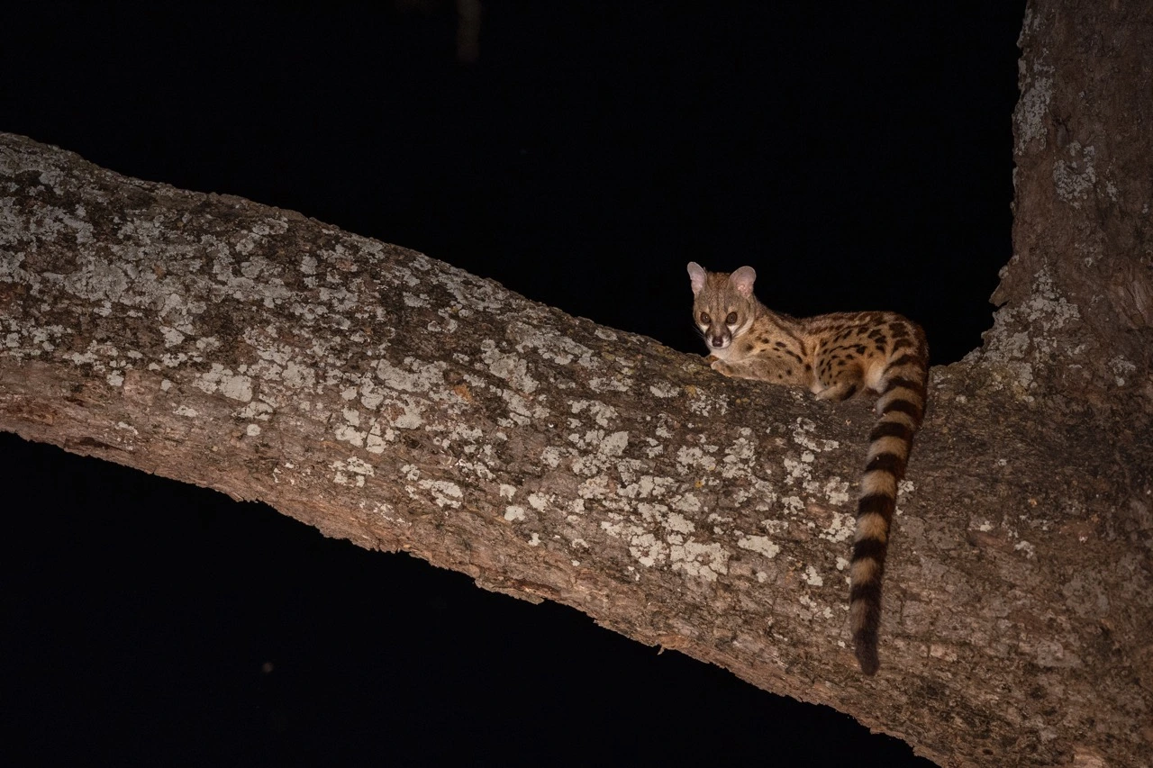 Night game drive in South Luangwa National Park