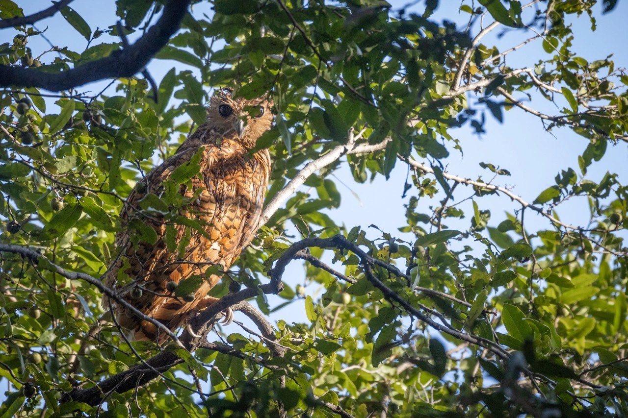 sabine stols south luangwa national park pels fishing owl South Luangwa National Park | Pels Fishing Owl