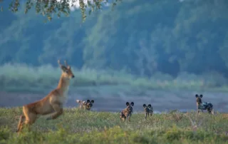 sabine stols south luangwa national park wild dog hunt