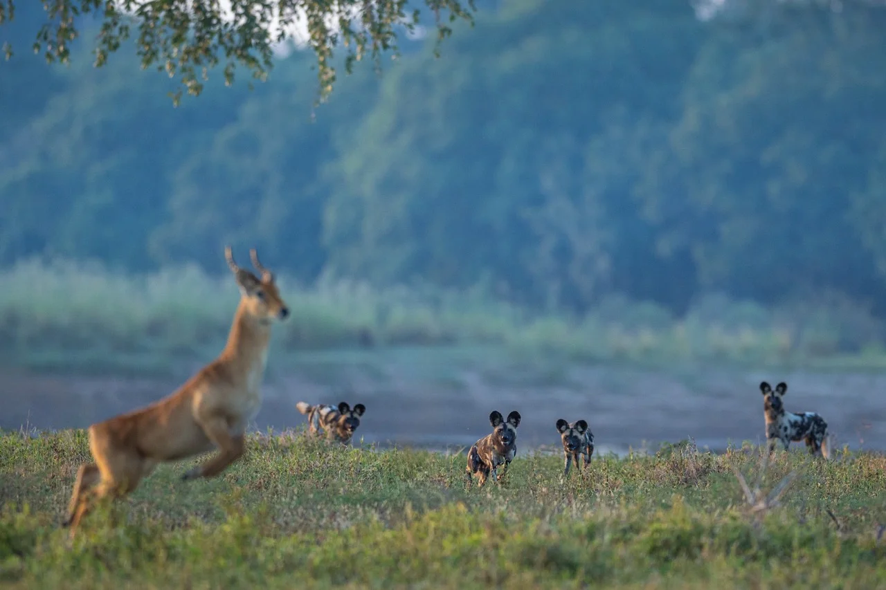 sabine stols south luangwa national park wild dog hunt