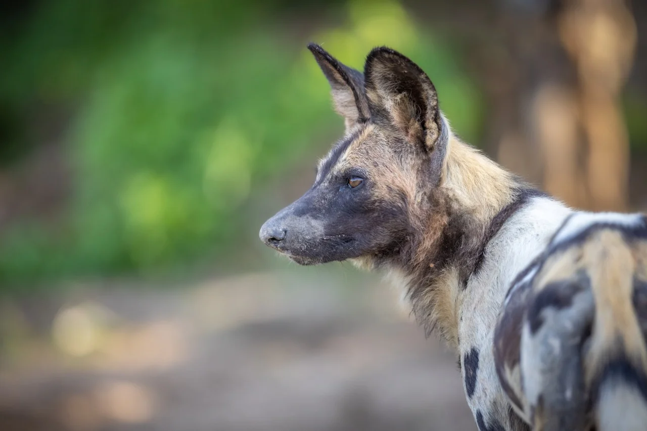 South Luangwa National Park | South Luangwa | National Park