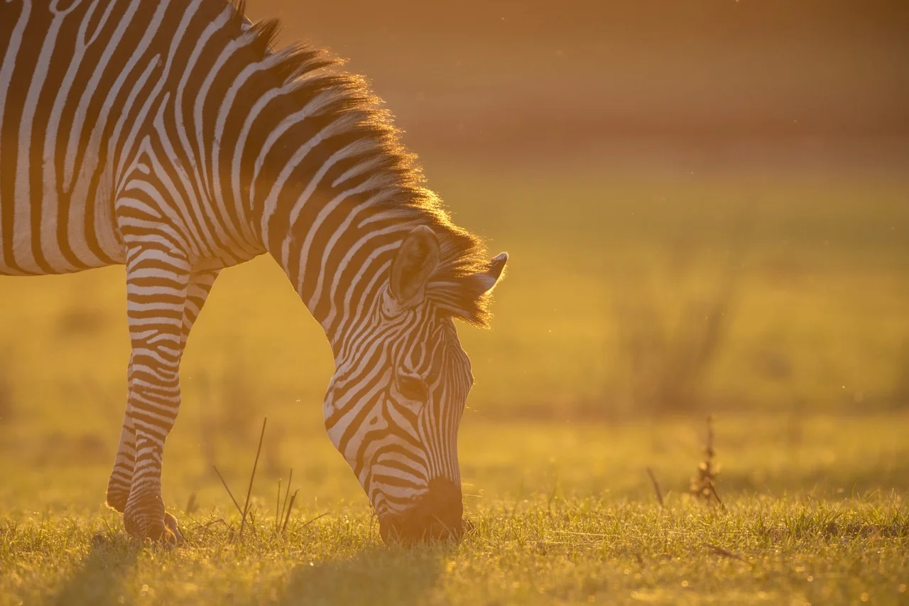 South Luangwa National Park | South Luangwa | National Park