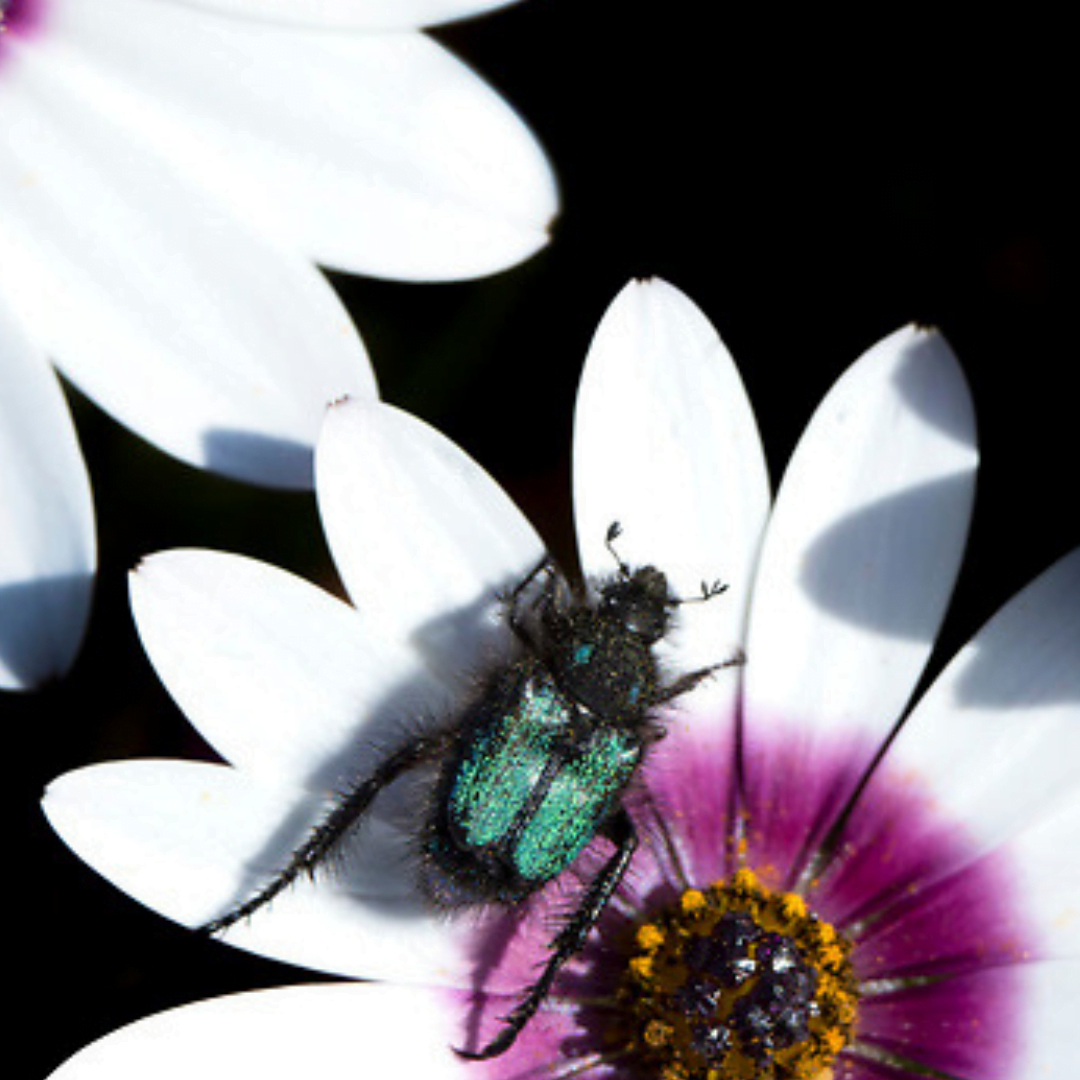 the small stuff the small stuff - macro photography