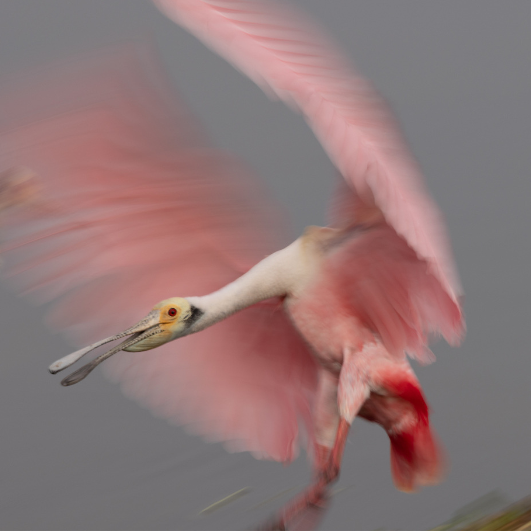 wildlife in motion - photography