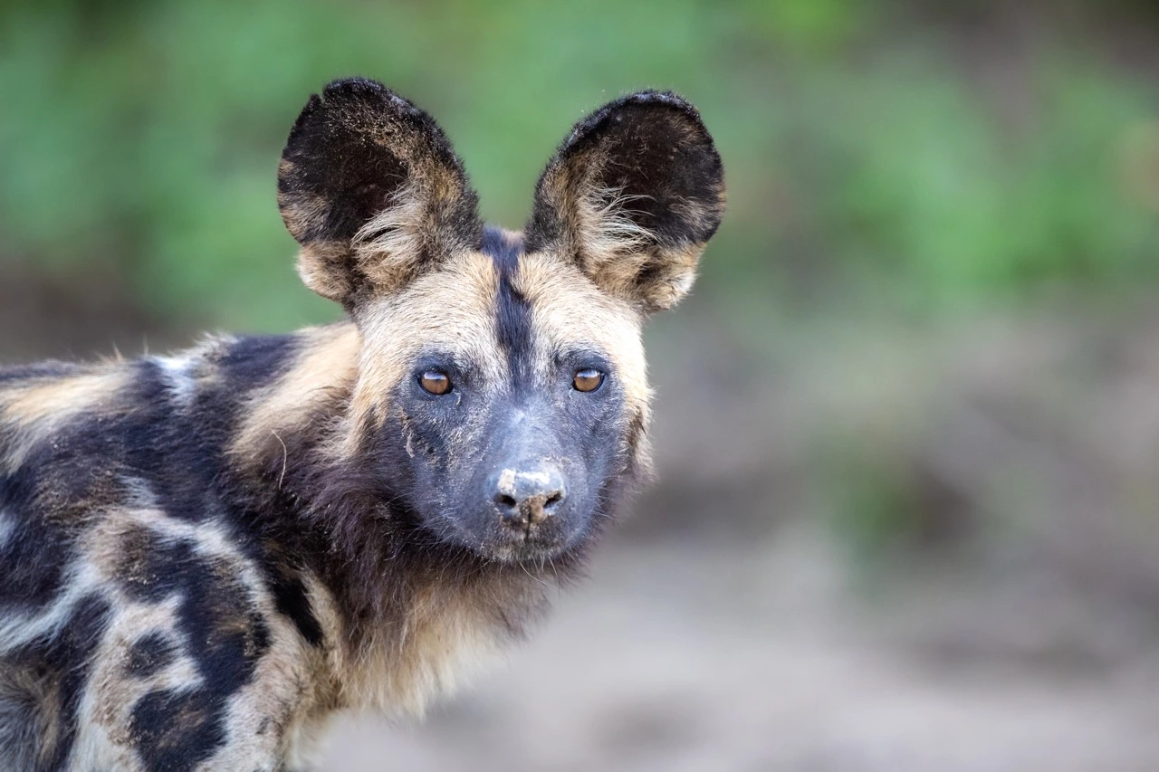 South Luangwa National Park | South Luangwa | National Park