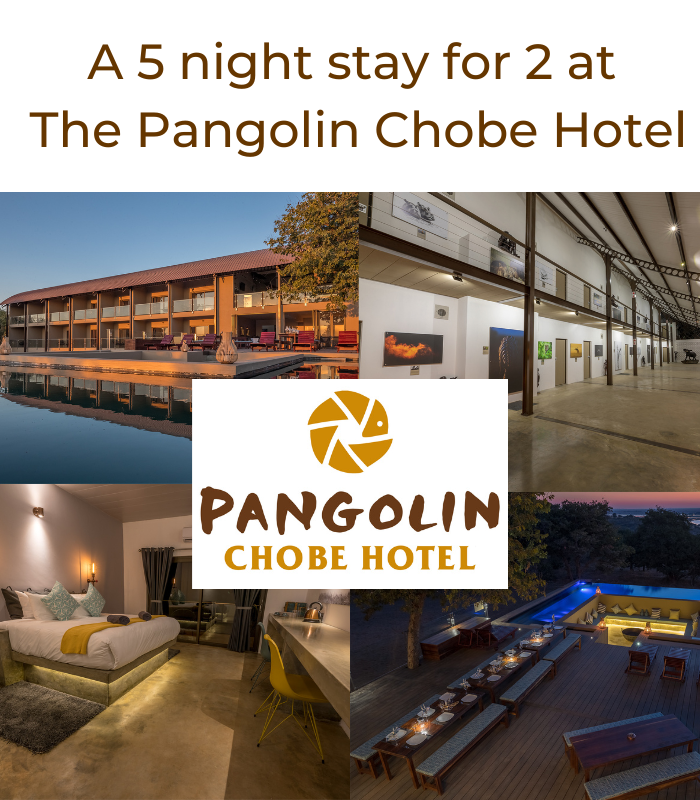 pangolin chobe hotel challenge prize