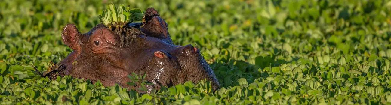 Hippo in South Luangwa