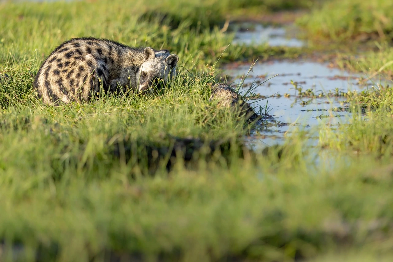 Amboseli National Park, formerly Masai Amboseli Game Reserve, is a national park in Kajiado South Constituency in Kajiado County, Kenya.