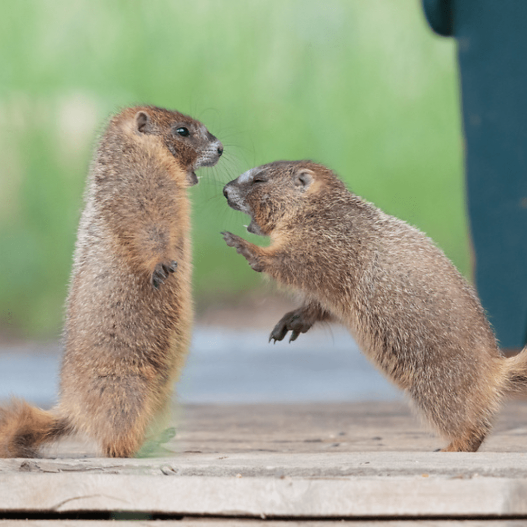animal behaviour animal behaviour