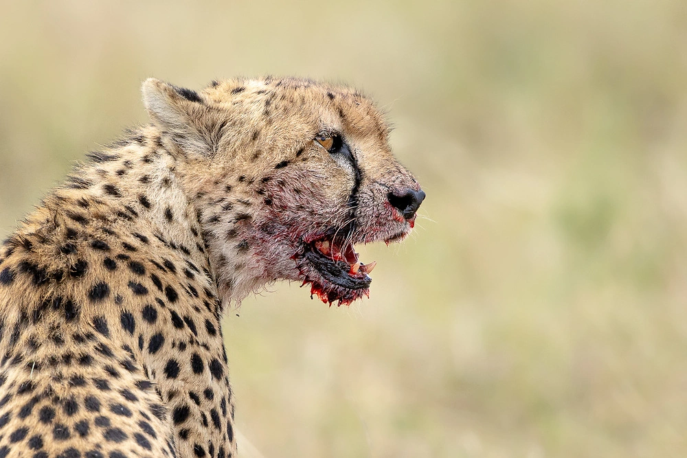 charl stols close up of a cheetah in the mara national reserve