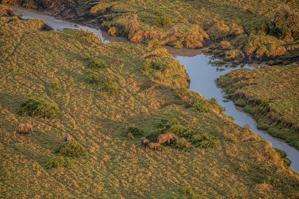 Elephants Near the Mara River in the Masai Mara on our Masai Mara Safari